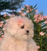 小美