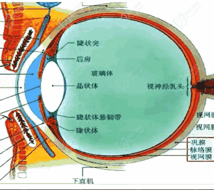 王樂(lè)今醫(yī)生口碑評(píng)價(jià)和反饋