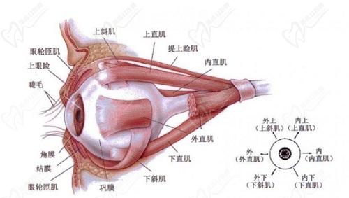 后鞏膜加固術的利弊